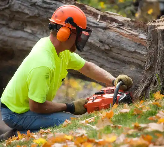 tree services Mount Ephraim